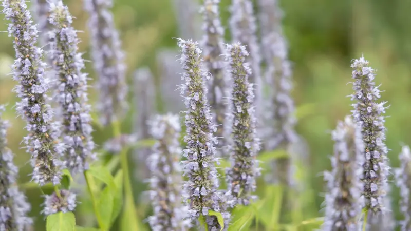 Touffe d'agastache en fleurs, aux nombreux épis bleu lavande dressés au-dessus du feuillage vert