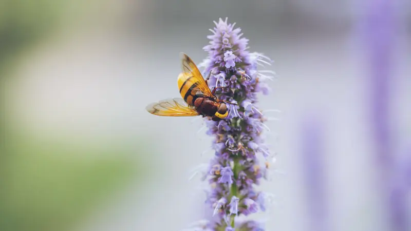 Épi de fleurs mauves d'agastache sur lequel butine un syrphe aux ailes orangées