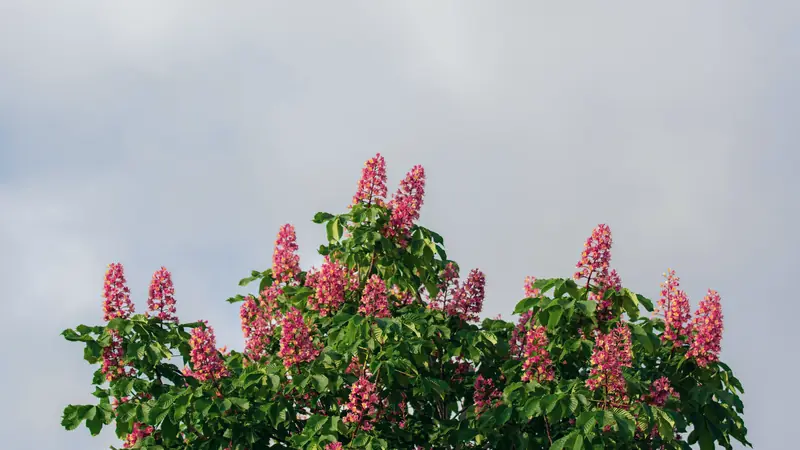 Cime d'un marronnier aux grappes dressées de fleurs rose-rouge sous un ciel nuageux