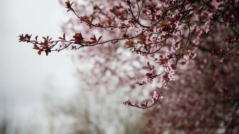 Branches d'un arbre couvertes de petites fleurs roses et de jeunes feuilles pourpres sous un ciel gris