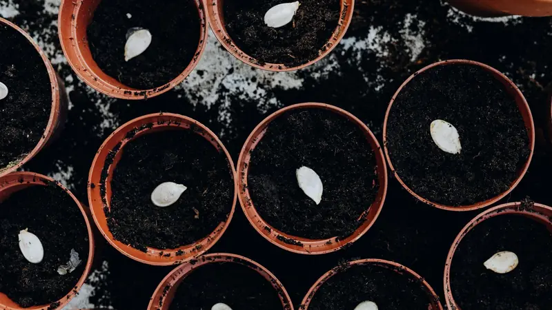 Graines claires posées sur le terreau de petits pots orange, vues du dessus