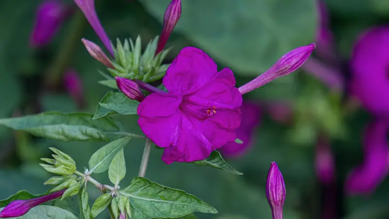 Fleur pourpre de belle de nuit ouverte en trompette, entourée de boutons fermés et de feuilles vertes