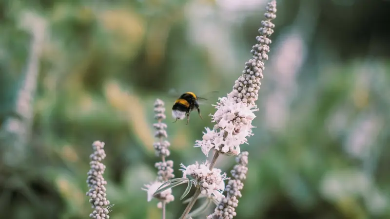 Bourdon en vol s'approchant d'épis de fleurs blanc rosé