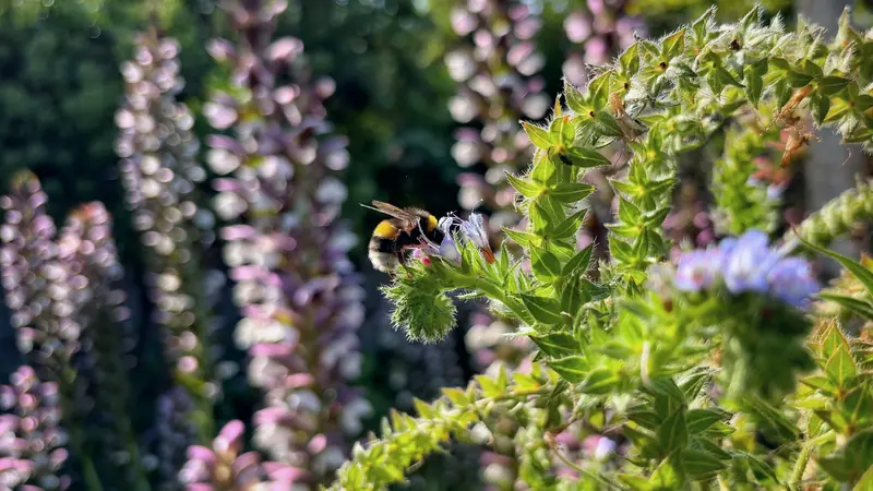 Bourdon butinant une fleur bleue parmi des épis fleuris dans un jardin ensoleillé