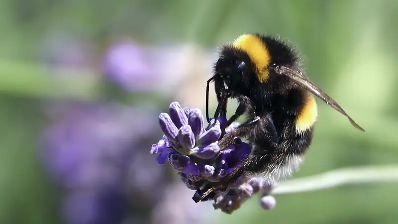 Bourdon noir et jaune à l'arrière blanc butinant un épi de lavande