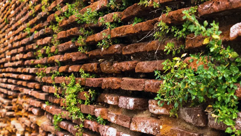 Vieux mur de briques rouges dont les joints sont colonisés par de petites plantes vertes