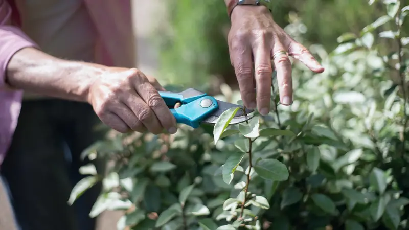 Mains taillant au sécateur bleu une jeune pousse feuillue d'arbuste au soleil