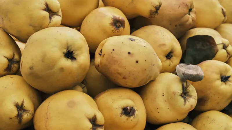 Tas de coings jaunes mûrs, fruits du cognassier commun, avec quelques feuilles sèches