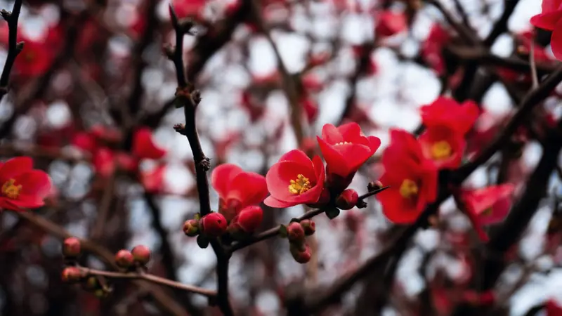 Fleurs rouges à cœur jaune et boutons sur des rameaux sombres et encore sans feuilles