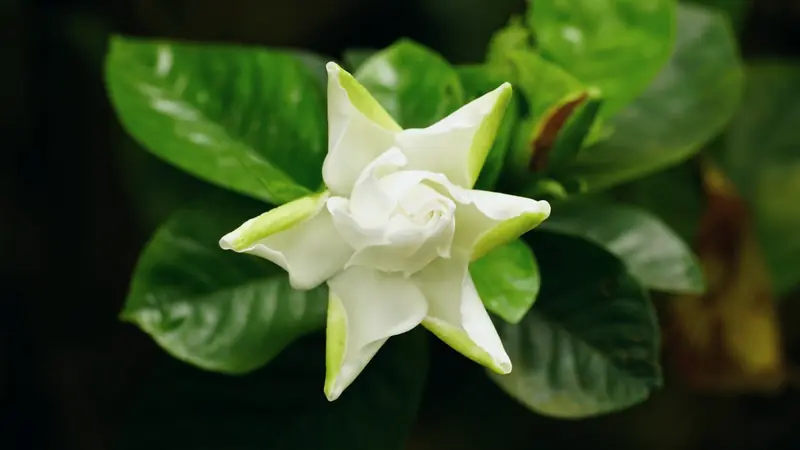 Fleur de gardénia blanche en train de s'ouvrir, pétales extérieurs teintés de vert, vue de dessus