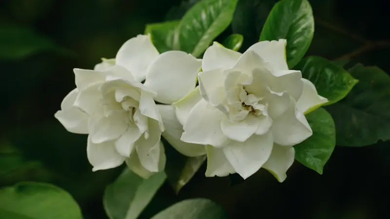 Deux fleurs doubles de gardénia blanc crème parmi des feuilles vert foncé brillantes