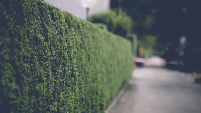 Haie taillée dense en bordure d'une rue résidentielle, avec un lampadaire et une voiture floue au loin