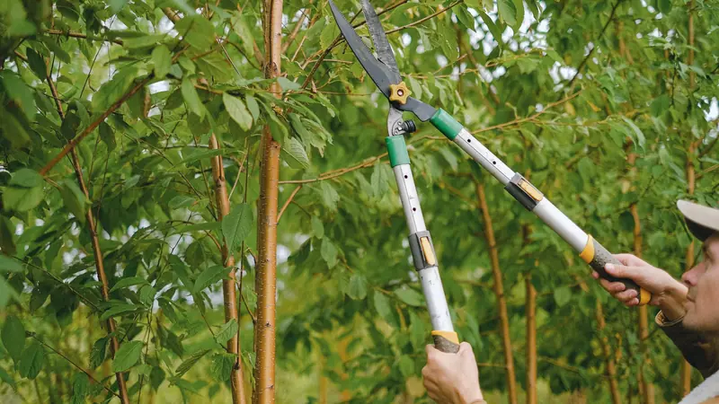 Jardinier coupant des branches feuillues avec une cisaille à long manche