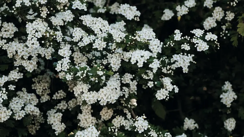 Arbuste couvert de petites fleurs blanches en bouquets serrés au printemps, ici une aubépine