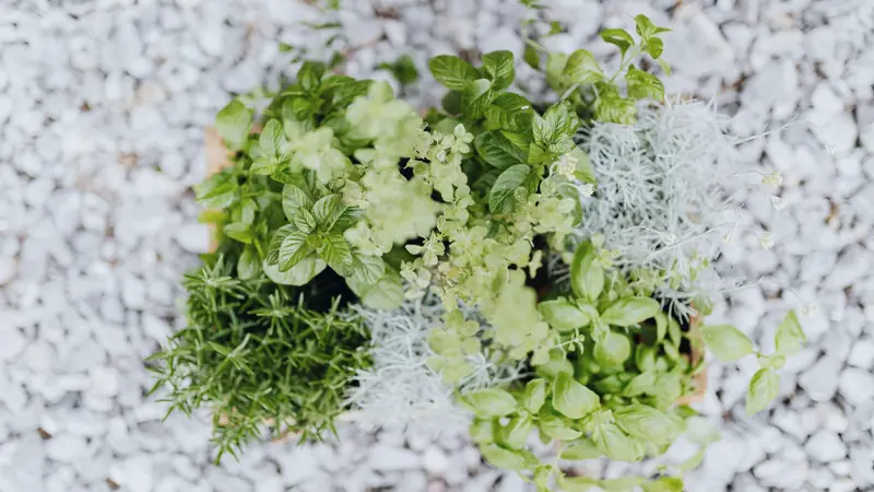 Bac d'aromatiques vu du dessus, avec menthe, basilic, romarin et origan, posé sur du gravier blanc