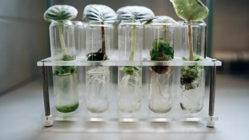 Boutures feuillées enracinées dans des tubes d'eau alignés sur un support transparent
