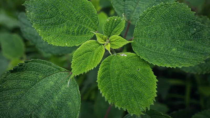 Gros plan sur des feuilles vertes gaufrées aux bords dentés, disposées par paires autour d'une jeune pousse