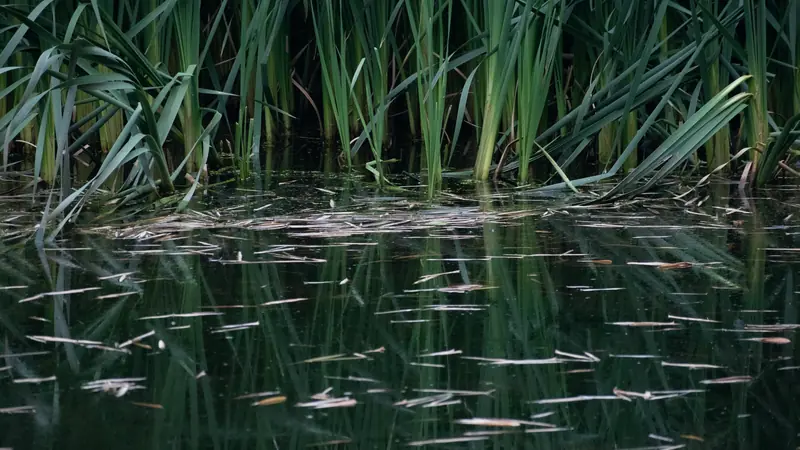 Touffe de roseaux au bord d'une eau sombre et calme parsemée de feuilles sèches