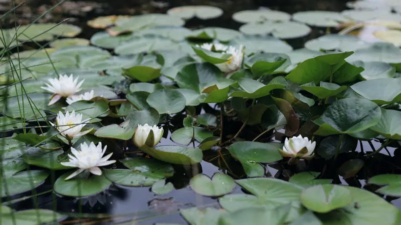 Nénuphars blancs en fleurs et joncs à la surface d'un bassin d'eau calme