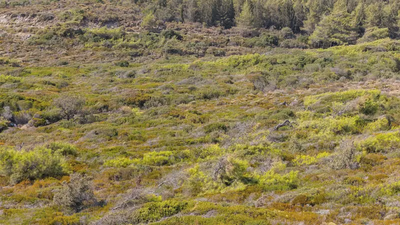 Coteau méditerranéen couvert de maquis bas et de pins sous un soleil d'été