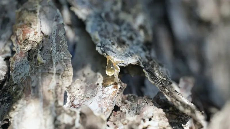 Goutte de résine dorée perlant sur une écorce d'arbre craquelée