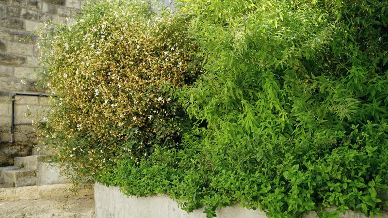 Massif d'arbustes persistants débordant d'une jardinière maçonnée au pied d'un mur en pierre ensoleillé