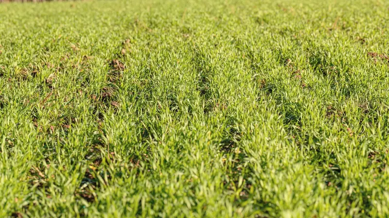 Jeunes pousses de blé vert en rangs dans un champ, lisière d'arbres au fond