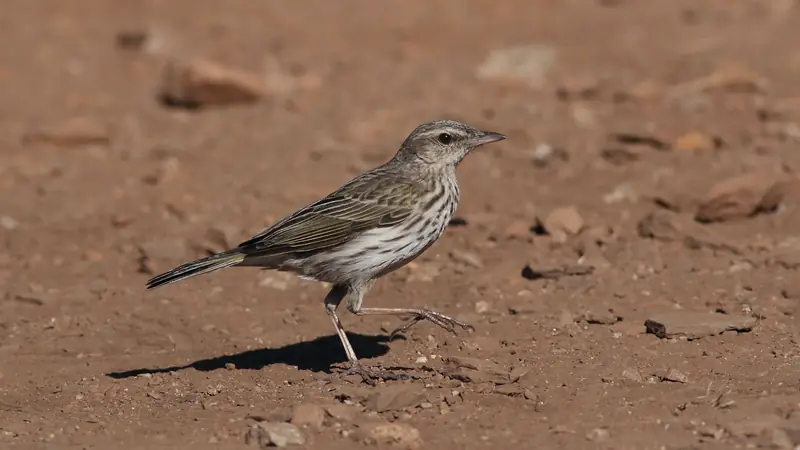 Pipit au plumage brun strié marchant sur un sol sec et caillouteux