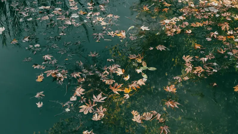 Feuilles d'érable mortes flottant à la surface d'une eau verte et calme